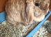 3 baby mini lops