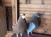 Birmigham Roller Breeding Pair