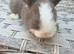 Mini lops