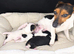 Jack Russell puppies
