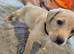 Kc labrador puppies red/yellow