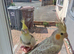 Super silly hand tamed baby cockatiels