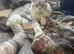 Maine coon x available