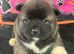 Quality KC registered American Akita Puppies