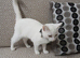 Pure white female kitten