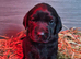 Labrador puppies