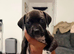 Cane corso/dalmatian