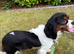 Female Tri Colour Cavalier King Charles Spaniel
