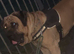 Presa Canario X Cane Corso