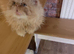 Gorgeous ginger female Persian kitten