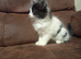 Main coon cross