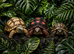 Tortoise Babies