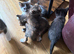 Kittens female and male