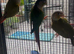Green Cheek Conure