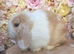 Female mini lop cream split