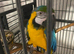 Steady Macaw talks not tame