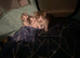 Persian cross Russian blue kittens 3 girls