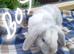 Mini plush x mini lop