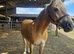 6 year old registered Haflinger mare