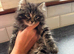 5 beautiful kittens for sale