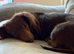 Longhaired miniature dachshund