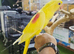 Lutino Alexandrine Baby hand reared,2