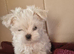 Little tiny Maltese