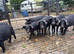 Large black x Weaners