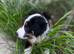 Border collie puppy male