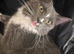 Male grey and white half ragdoll