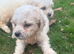Cavapoochon puppies