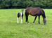 Elegant Yearling