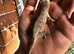 Grown on pure moro leachianus giant geckos
