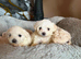 Maltese puppies