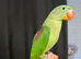 Selling baby handreared alexandrine