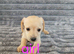 8 dachshund x jack Russel puppies
