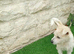Westie x terrier