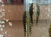 L519 RIO ITÉNEZ HONEYCOMB PLECOS