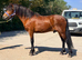 Stunning 13.1 gelding.