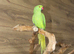 Baby Green Ring necks,31