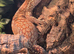 Red Ackie Monitor male