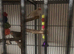 ZEBRA FINCH PAIR