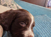 Nice young puppy's