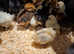 Chicks various breeds