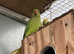 Baby green Ringnecks
