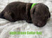 Beautiful F1 Cavapoo Puppies Health Tested Parents