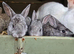 Mini rex cross netherland dwarf