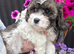 One beautiful cavachon girl looking for forever home