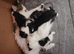 10 week old kittens