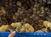 Quail Coturnix hatching eggs
